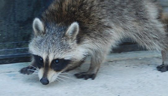 Raccoon Removal in South Bend