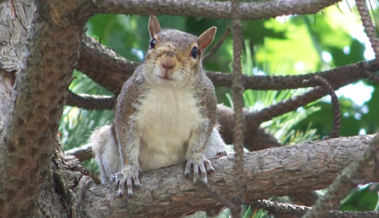 Squirrel Removal in South Bend